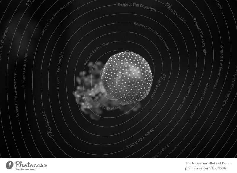 Jellyfish 2 Animal Gray Black White Mushroom Living thing Marine animal Poison Caution Dangerous Spotted Swimming Movement Ocean Sea water Disgust shun sb./sth.