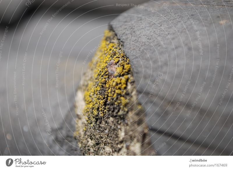 Rough grey Colour photo Exterior shot Close-up Detail Deserted Day Central perspective Nature Spring Bad weather Plant House (Residential Structure) Stone Old