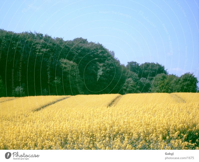 rapeseed body Agriculture Canola field Summer Yellow Splendid Field Oilseed rape oil Schleswig-Holstein Sky Furrow hüttener mountains Line Build