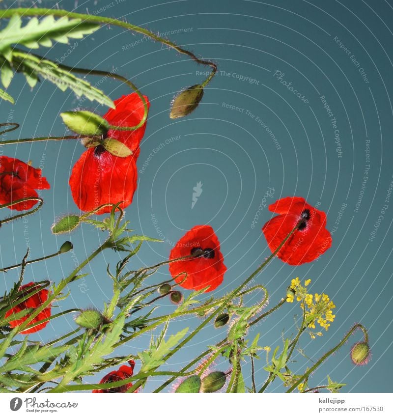 John McCrae: In Flanders Fields (1915) Worm's-eye view Environment Nature Landscape Plant Animal Air Sky Flower Grass Blossom Foliage plant Agricultural crop