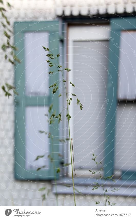 AST 9 Rise - Lawn Mane! Grass Blade of grass Village Small Town House (Residential Structure) Old building Facade Window Venetian blinds Shutter Front garden