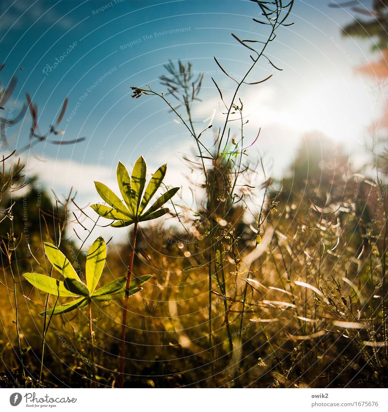 Young Lupine Environment Nature Landscape Sky Clouds Beautiful weather Plant Bushes Leaf Agricultural crop Wild plant Lupin leaf Weed Growth Authentic Small