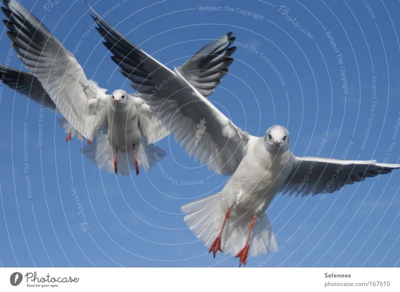 On approach Animal Wild animal Bird Wing Seagull 2 Flying Together Blue White Colour photo Exterior shot Day Animal portrait Looking into the camera