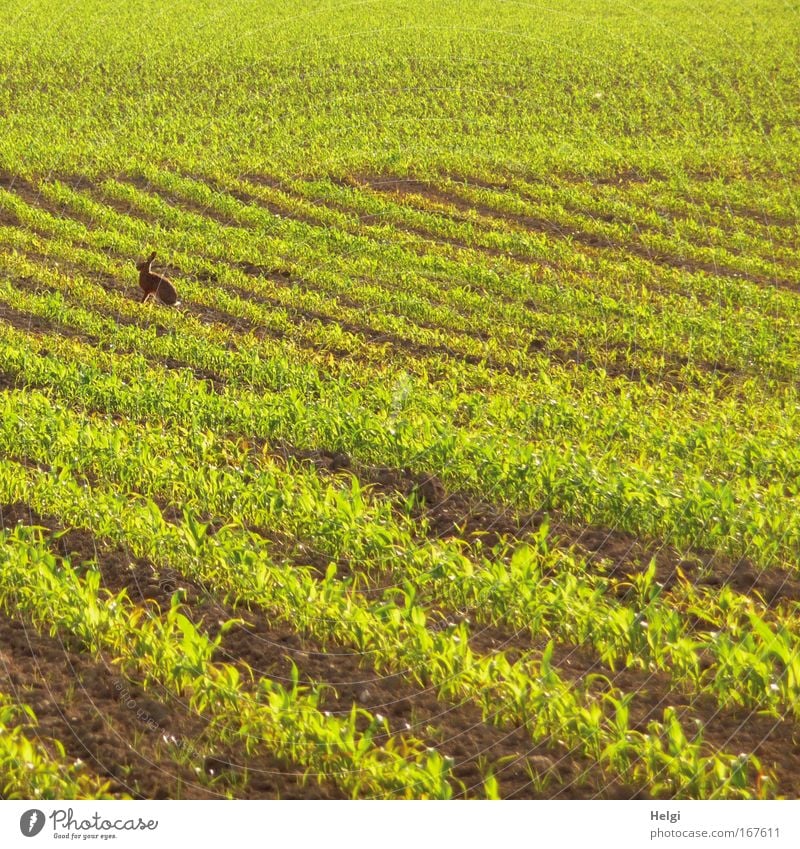 I'm already here.... Colour photo Exterior shot Deserted Evening Sunlight Animal portrait Profile Looking away Environment Nature Landscape Spring