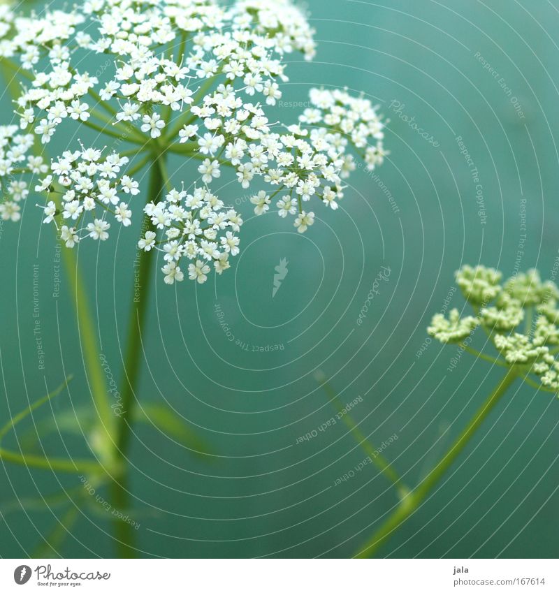 Echos of Spring Colour photo Exterior shot Day Shallow depth of field Plant Flower Blossom Wild plant Park Meadow Field Beautiful Happiness Spring fever Green