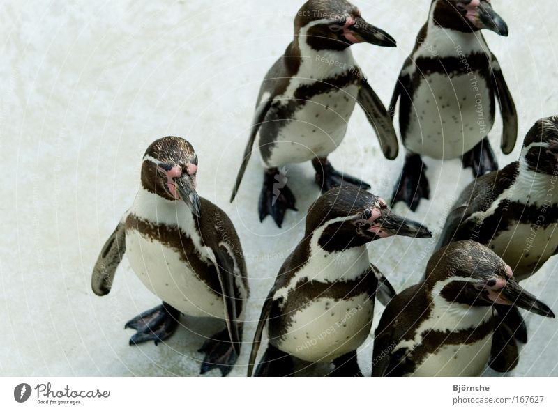 Dance of the Penguins Colour photo Exterior shot Copy Space left Copy Space top Neutral Background Day Central perspective Animal portrait Ice Frost Park