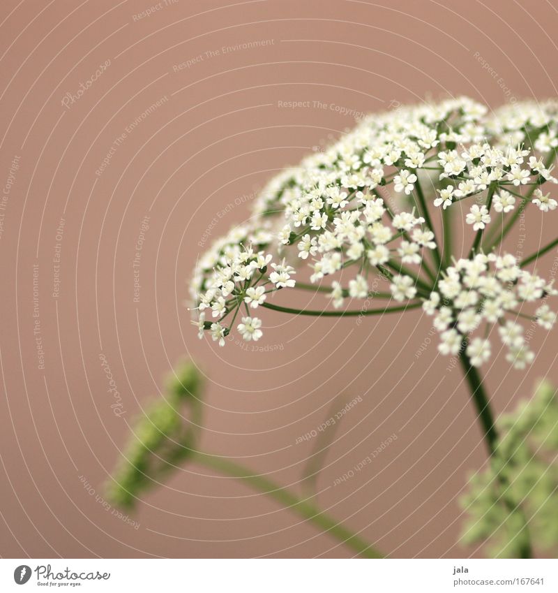 Echoes of Spring II Colour photo Subdued colour Exterior shot Day Shallow depth of field Nature Plant Flower Blossom Wild plant Park Meadow Field Beautiful