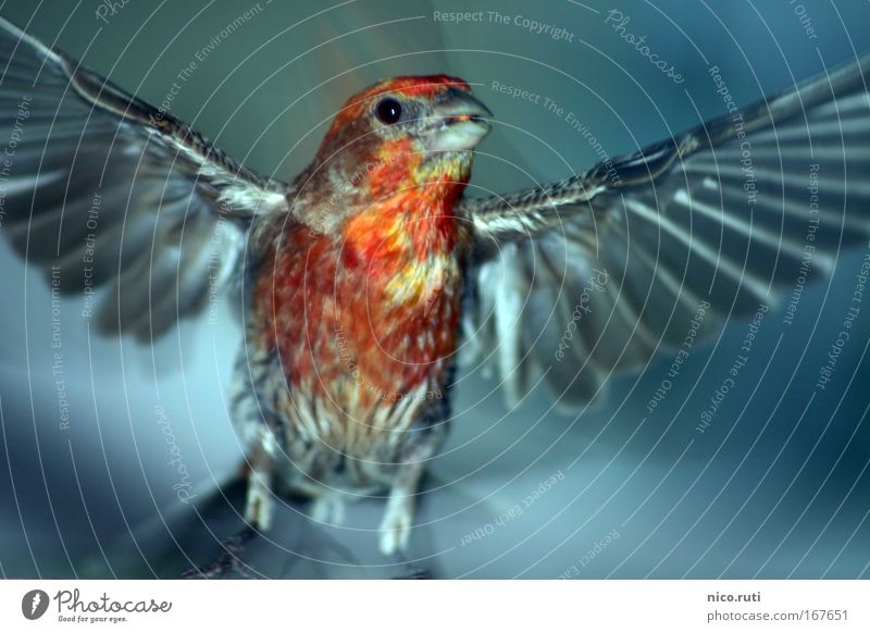 Balcony Phoenix Twilight Motion blur Looking into the camera Air Bird Wing Flying Curiosity Cute Fear House Finch Carpodacus mexicanus Flee Escape Cause a stir