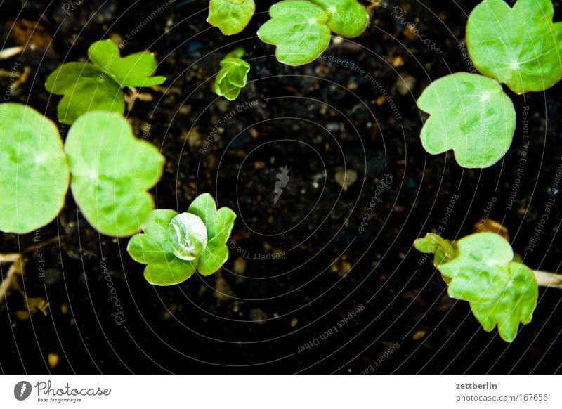 dewdrop macro test Dew Drops of water Water Rain Rainwater Precipitation Earth Plant slips Rung Spring Balcony Flowerpot Sowing Shoot Garden Nature