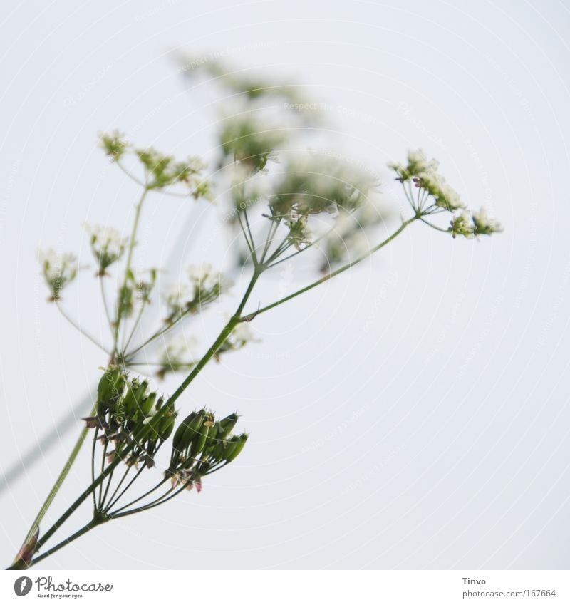 sharp, medium sharp, not sharp at all Nature Plant Spring Blossom Wild plant Colour photo Subdued colour Exterior shot Close-up Deserted Day Blur Detail