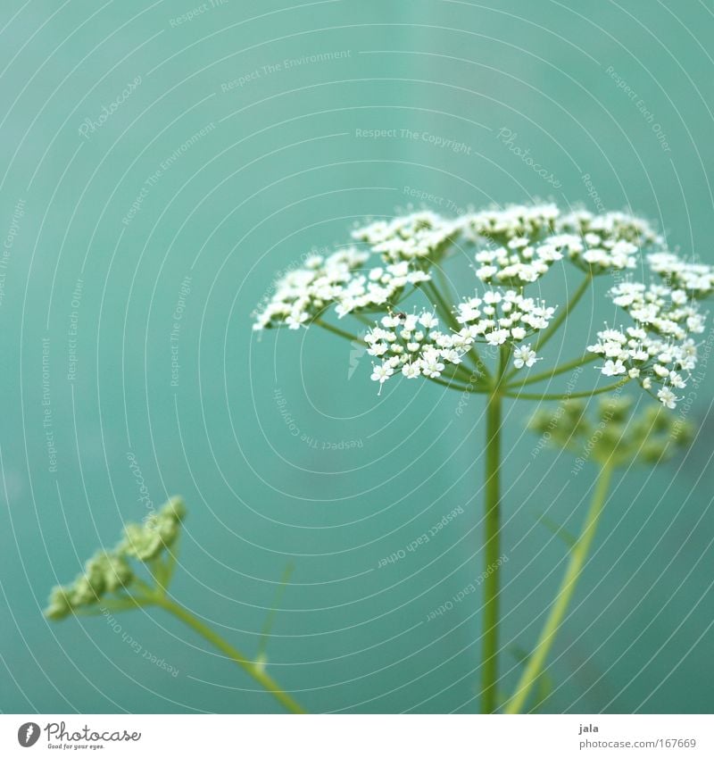 Echoes of Spring III Colour photo Exterior shot Close-up Day Shallow depth of field Nature Plant Flower Blossom Wild plant Park Meadow Field Green White