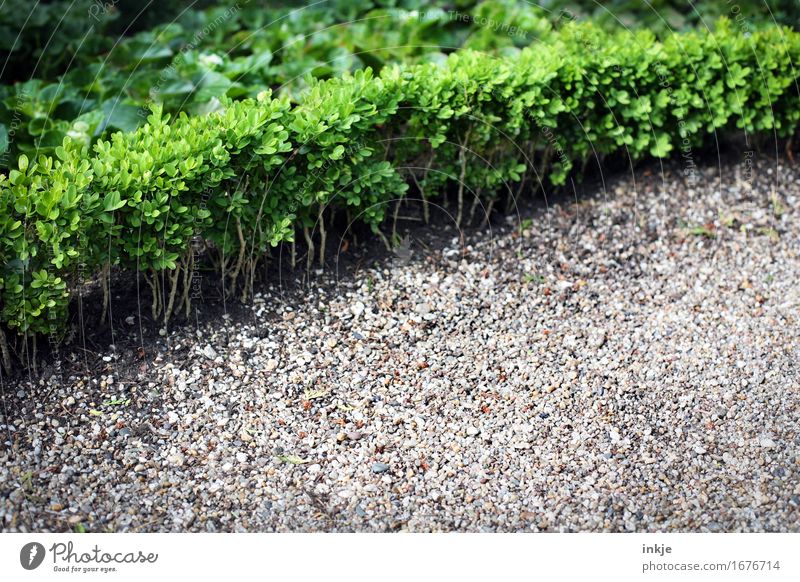 cemetery green Summer Plant Tree Foliage plant Box tree Hedge Garden Park Cemetery Deserted Gravel Stone Growth Boundary Wayside Ledger Colour photo