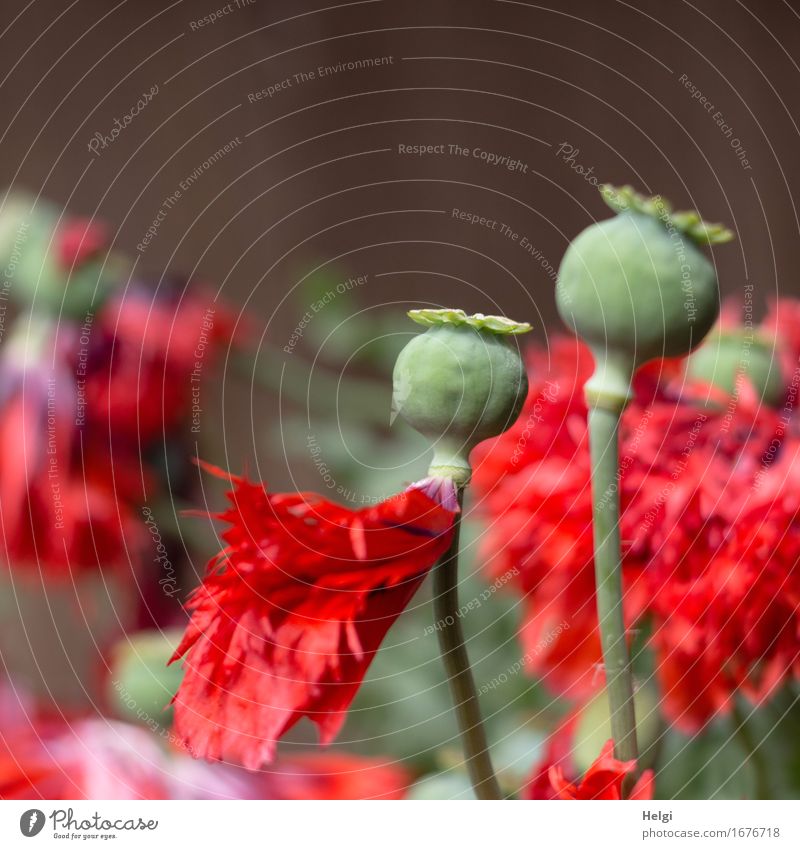 opium poppy Environment Nature Plant Spring Beautiful weather Flower Blossom Poppy Poppy blossom Seed Stalk Blossom leave Garden Blossoming Stand Growth