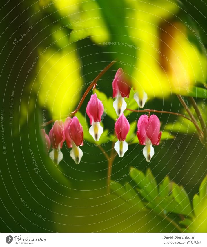 It's nice in the neighbor's garden. Colour photo Exterior shot Copy Space top Copy Space bottom Day Contrast Central perspective Environment Nature Plant Spring