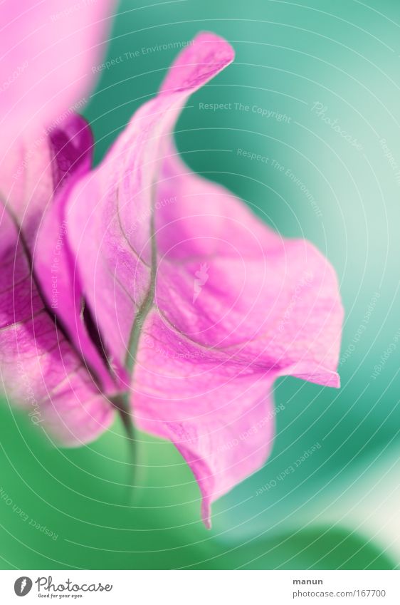 bougainvillea Colour photo Close-up Detail Macro (Extreme close-up) Experimental Abstract Structures and shapes Copy Space right Copy Space top