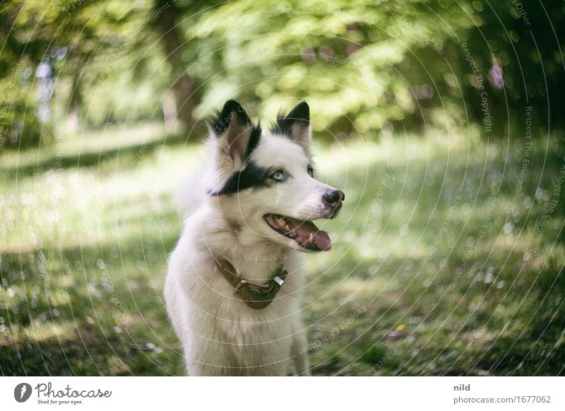 swirly dog Environment Nature Landscape Summer Beautiful weather Garden Park Meadow Forest Animal Pet Dog laika 1 Friendliness Happiness Cute Soft Green Black