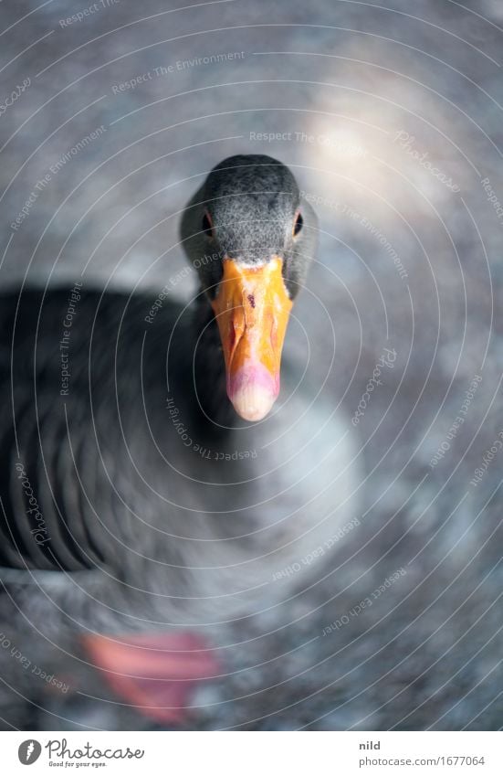 Hello Environment Nature Animal Wild animal Goose 1 Observe Looking Gray Orange Curiosity Beak Blur jupiter9 Colour photo Exterior shot Close-up Detail