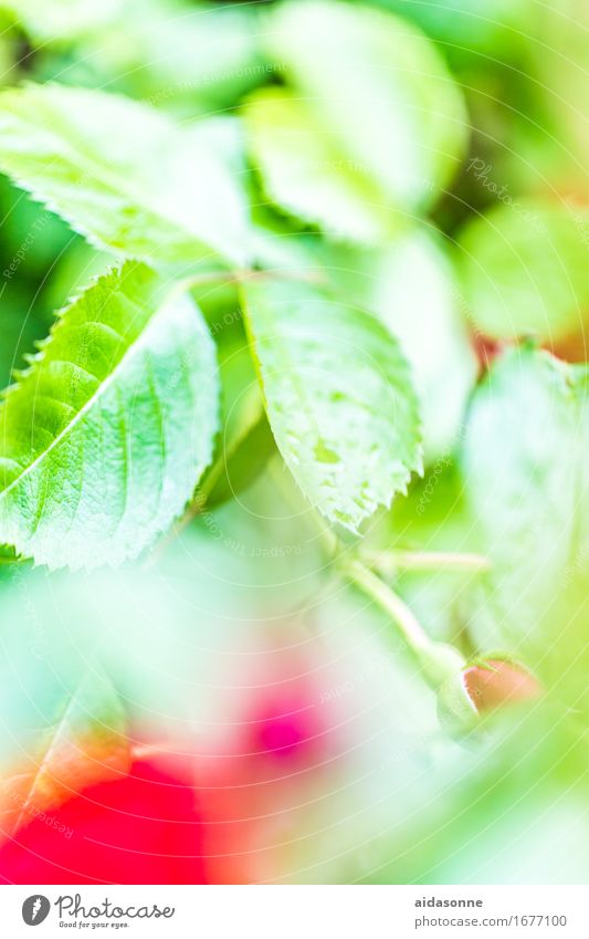 rose petals Plant Summer Bad weather Rain Flower Contentment Love Romance Beautiful Rose Leaf Wet Water Drop Colour photo Exterior shot Deserted Day