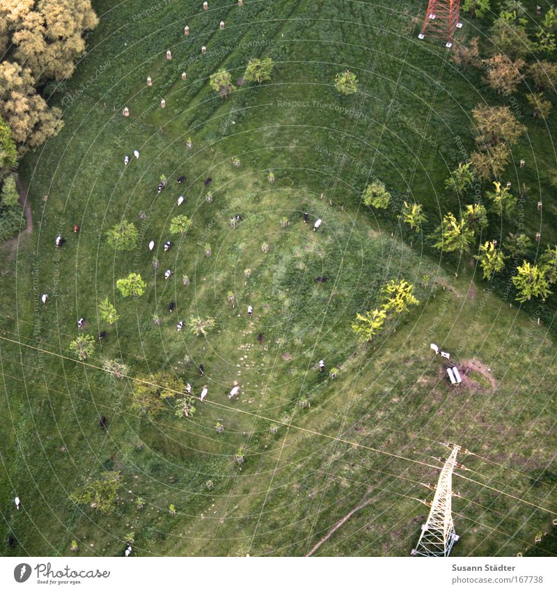 willow life Colour photo Exterior shot Detail Aerial photograph Experimental Copy Space left Copy Space right Copy Space top Copy Space bottom Copy Space middle