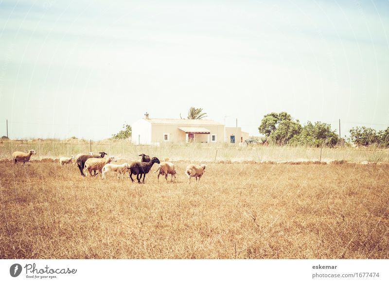 Sheep, Formentera Vacation & Travel Tourism House (Residential Structure) Environment Nature Landscape Animal Sky Sunlight Spring Summer Beautiful weather Field