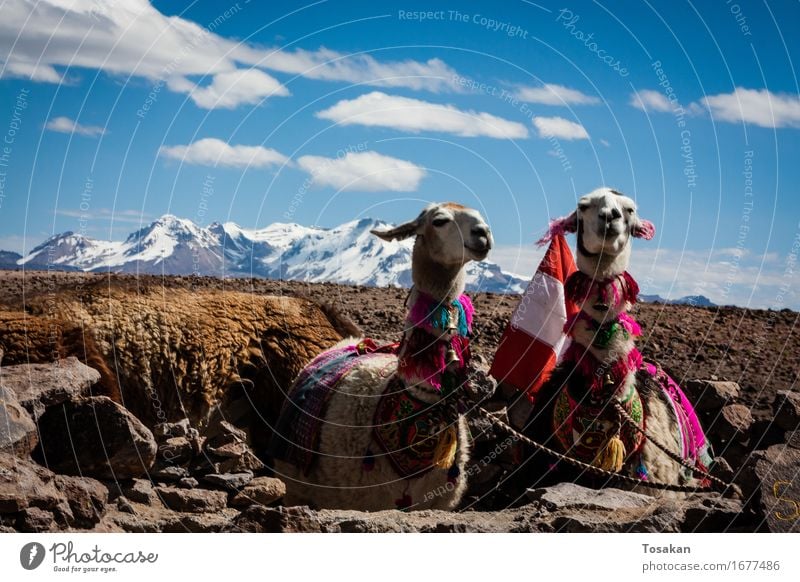 2 Lamas in Peru Landscape Beautiful weather Mountain Peak Snowcapped peak Animal Llama Blue Brown White Contentment Calm Colour photo Exterior shot Deserted Day