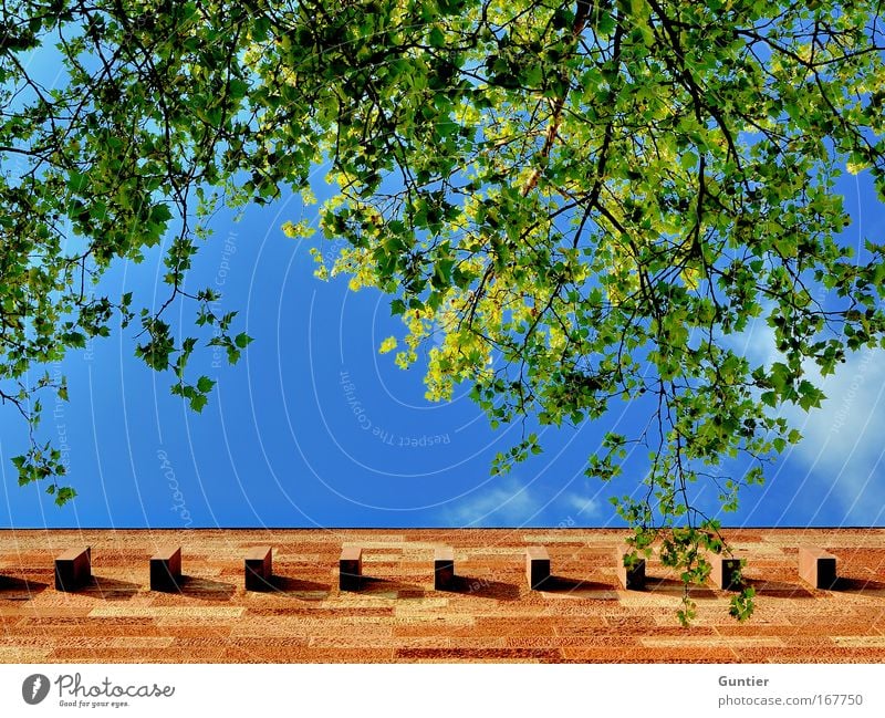 walls Colour photo Multicoloured Exterior shot Deserted Copy Space bottom Copy Space middle Day Evening Contrast Central perspective Upward Plant Summer Weather