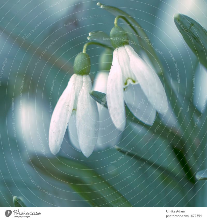 snowdrops Nature Plant Spring Flower Leaf Blossom Wild plant Pot plant Snowdrop Spring flowering plant Garden Park Decoration Bouquet Poster Blossoming