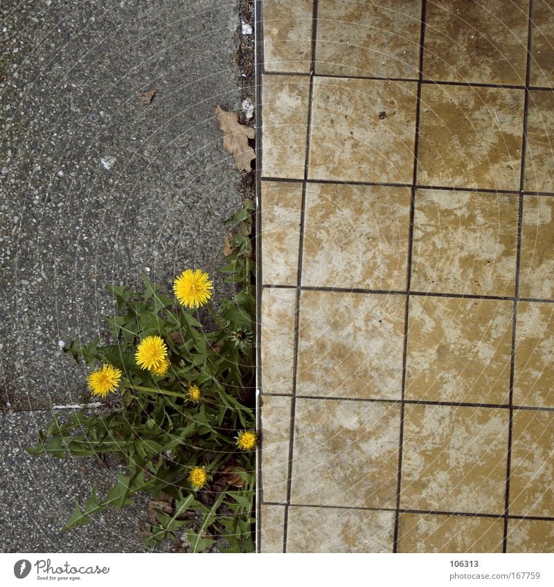 Photo number 123412 Asphalt Lanes & trails Plant Dandelion Yellow Flower Direct optical illusion Escape Street Growth Stone Concrete Edge Medicinal plant Weed