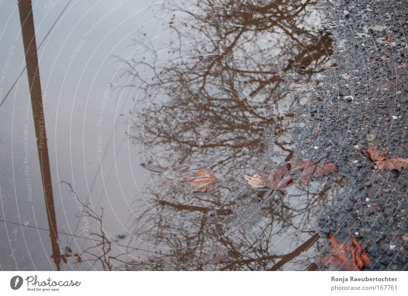 autumn Colour photo Exterior shot Deserted Day Reflection Bird's-eye view Cable Nature Plant Autumn Bad weather Rain Leaf Outskirts Concrete Water Old Cold