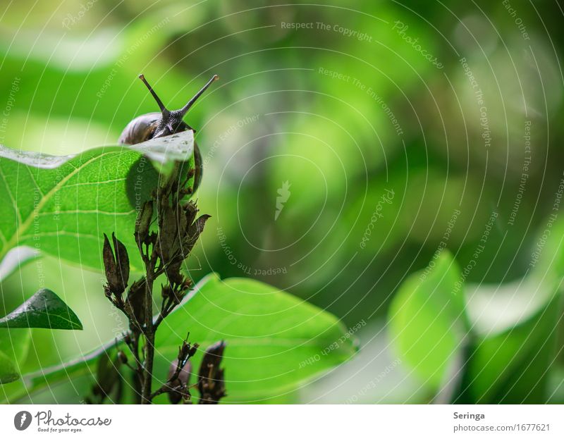 With caution at the edge Nature Plant Animal Tree Grass Bushes Moss Garden Park Meadow Forest Wild animal Snail Animal face 1 Slimy Snail shell Snail slime