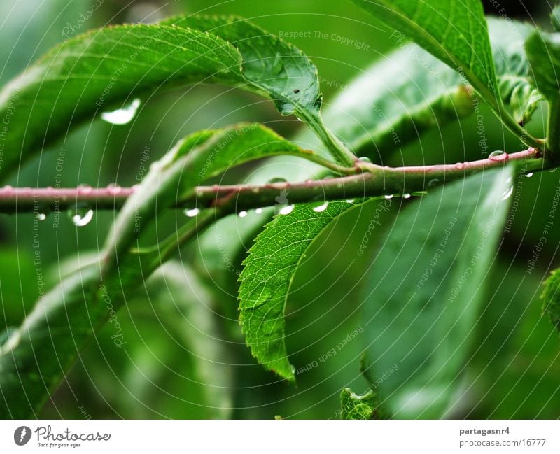 Leaves in the rain Leaf Green Summer Plant Rain Drops of water