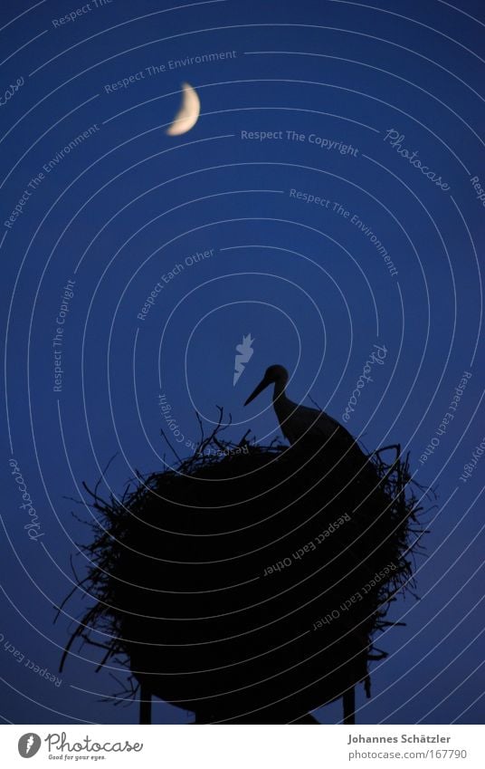 night watchman Colour photo Exterior shot Copy Space middle Silhouette Animal portrait Bird 1 Rutting season Build Observe Feeding Stork Nest-building Moon