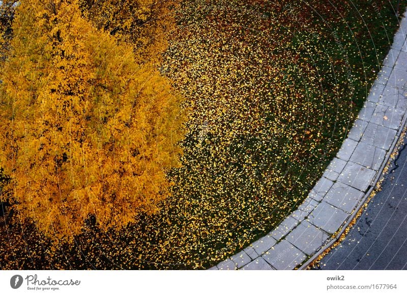 colour photograph Environment Nature Landscape Autumn Beautiful weather Tree Grass Leaf Street Sidewalk Paving tiles Asphalt Blue Green Orange Autumn leaves