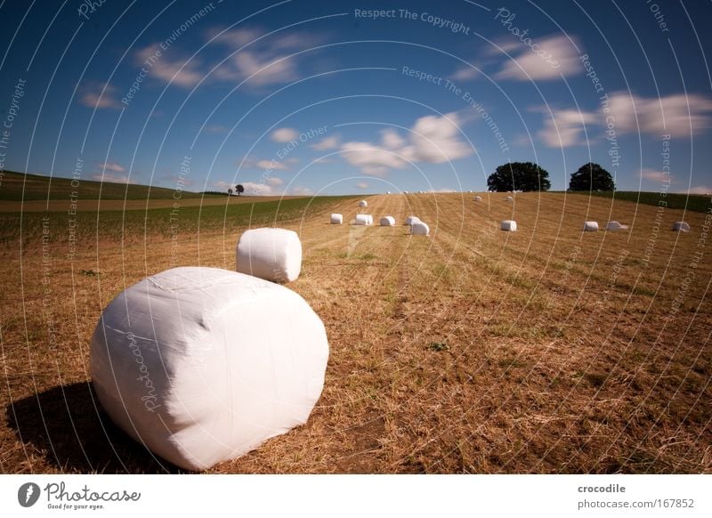 Marshmallow Field VII Colour photo Exterior shot Deserted Copy Space right Copy Space top Day Contrast Motion blur Deep depth of field Central perspective