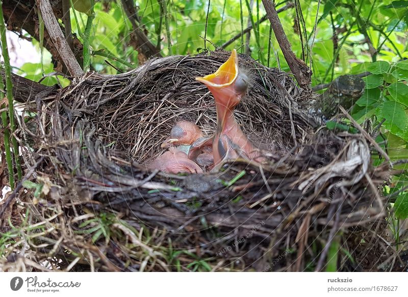 Blackbird, Turdus, merula Nature Animal Bird Appetite blackbird's nest Throstle Black Thrush Nest Parental care Egg Boy (child) songbird Passerine bird Beak boy