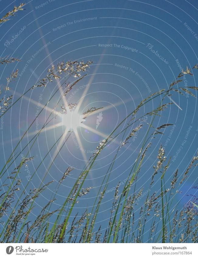 grass whispering Colour photo Exterior shot Close-up Light Sunlight Back-light Deep depth of field Wide angle Upward Environment Nature Landscape Plant