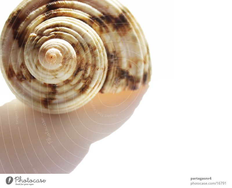 snail shell Mollusk Snail Macro (Extreme close-up)