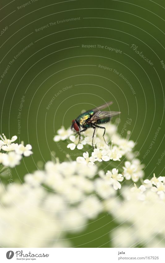 Flowers and bees... uh, flies Colour photo Exterior shot Close-up Copy Space top Day Shallow depth of field Nature Plant Animal Beautiful weather Blossom