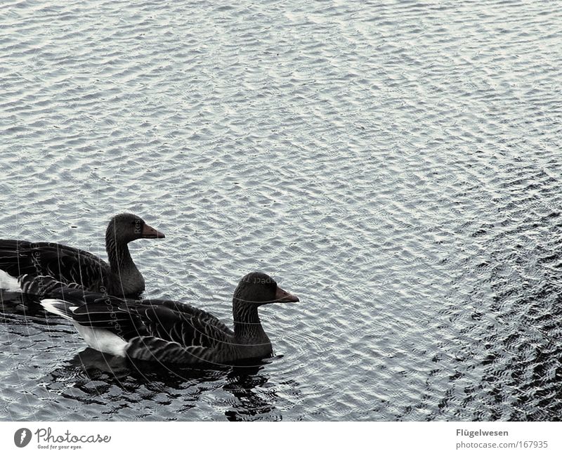 What a fucking dripping tearjerker photo! I could puke! Colour photo Exterior shot Pond Lake Love Cute Love of animals Infatuation Loyalty Romance schmaltzy