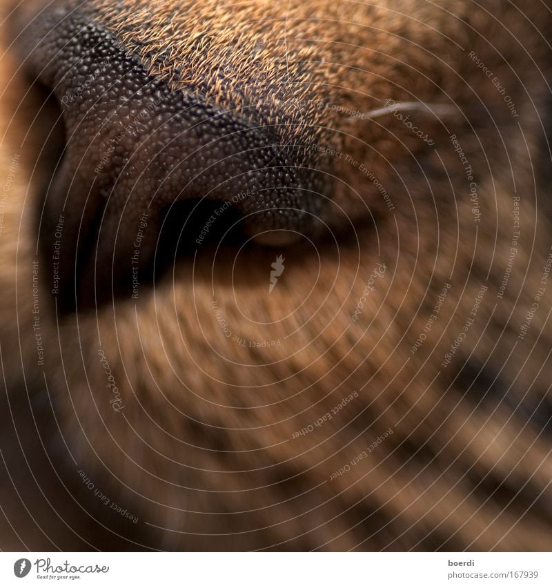 inquisitiveness Colour photo Interior shot Studio shot Close-up Detail Macro (Extreme close-up) Artificial light Flash photo Shallow depth of field