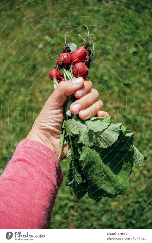 First harvest Food Vegetable Radish Nutrition Organic produce Vegetarian diet Slow food Arm Hand Fingers Environment Nature Plant Summer Agricultural crop