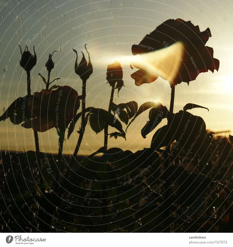 Roses in rain and sun Structures and shapes Shadow Silhouette Light (Natural Phenomenon) Sunbeam Back-light Plant Beautiful weather Rain Illuminate Passion