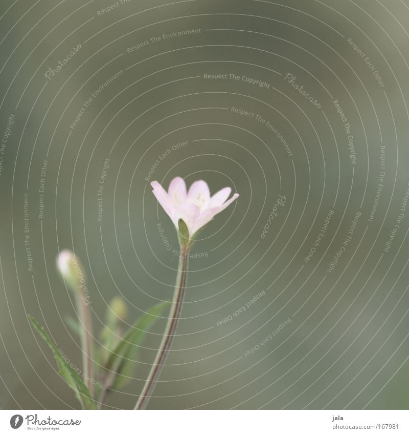 Delicate Colour photo Subdued colour Exterior shot Close-up Copy Space right Copy Space top Day Shallow depth of field Nature Spring Plant Flower Blossom