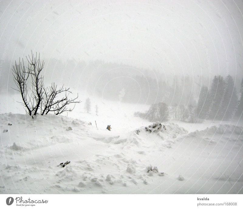 winter Black & white photo Exterior shot Deserted Day Central perspective Relaxation Calm Winter Snow Winter vacation Hiking Nature Landscape Snowfall Bushes