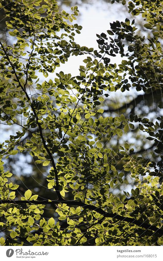 FOREST LIGHTS Tree Leaf Forest woodland lights Lighting Illuminate Branch Beam of light Nature Beautiful Idyll To go for a walk Going Worm's-eye view