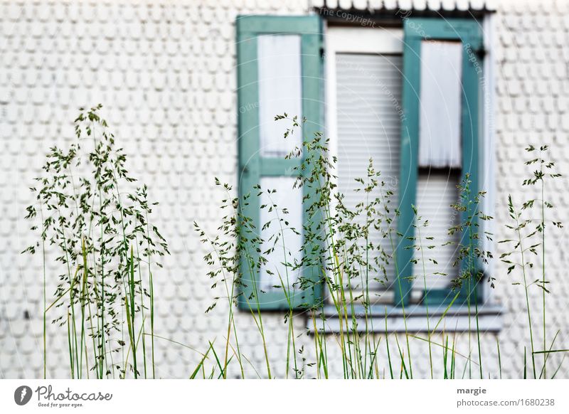 AST 9 | Front garden: blades of grass in front of a mysterious half-open window Lifestyle Living or residing Flat (apartment) House (Residential Structure)