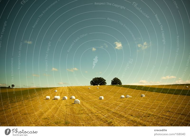 Marshmallow Field IX Colour photo Experimental Abstract Deserted Copy Space top Copy Space bottom Day Deep depth of field Central perspective Wide angle