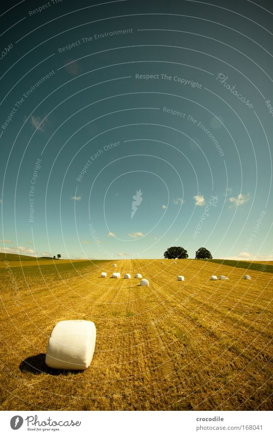 Marshmallow Field X Colour photo Multicoloured Exterior shot Experimental Abstract Deserted Copy Space right Copy Space top Copy Space middle Day Shadow