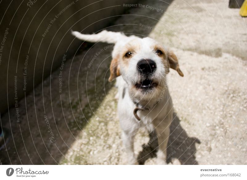 Colour photo Multicoloured Exterior shot Experimental Deserted Morning Central perspective Animal portrait Looking into the camera Pet Dog 1 Aggression Movement