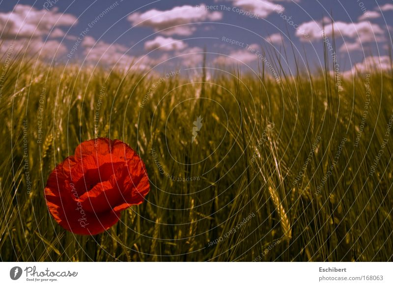 Beautiful but lonely Colour photo Exterior shot Close-up Deserted Copy Space left Copy Space right Copy Space top Copy Space middle Day Shadow Sunlight